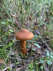 Agaricomycetes