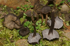 Craterellus subundulatus