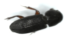 Ataenius gracilis
