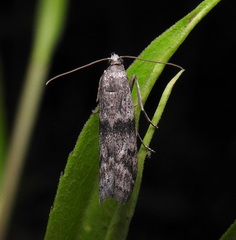 Meroptera pravella
