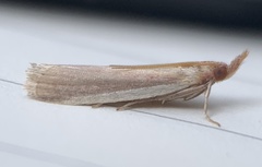 Peoria approximella