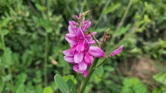 Indigofera cassioides