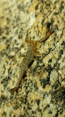 Serradigitus gertschi