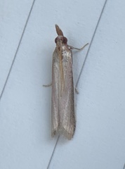 Peoria approximella