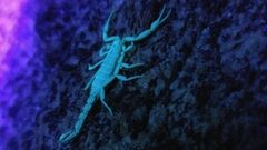 Serradigitus gertschi