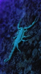 Serradigitus gertschi