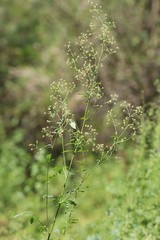 Thalictrum simplex