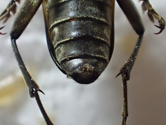 Trigonarthris proxima