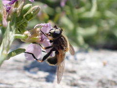 Helophilus lapponicus