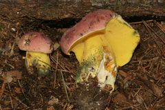 Butyriboletus roseopurpureus
