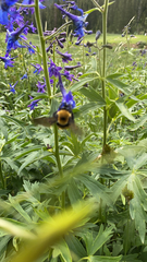 Bombus nevadensis