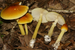 Amanita arkansana