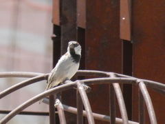 Passer domesticus