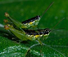 Liebermannacris dorsualis