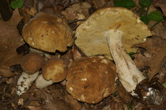 Boletus nobilis