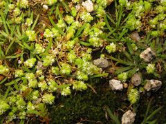 Illecebrum verticillatum