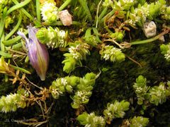 Illecebrum verticillatum