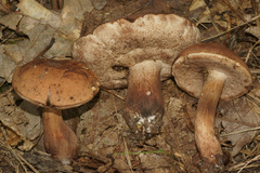 Tylopilus variobrunneus