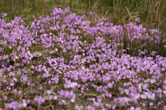 Primula mistassinica