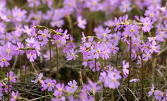 Primula mistassinica
