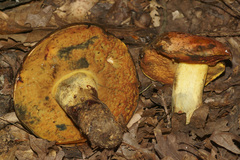 Boletus subluridellus