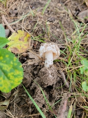 Amidella