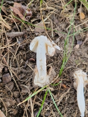 Amidella