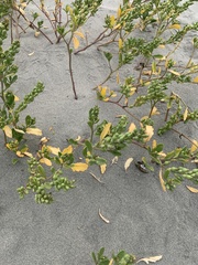 Cakile edentula edentula