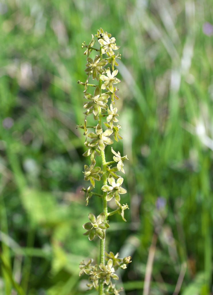 Veratrum longebracteatum
