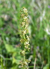 Veratrum longebracteatum
