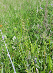 Veratrum longebracteatum