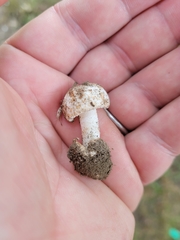 Amidella