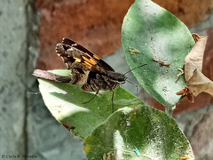 Chioides iverna