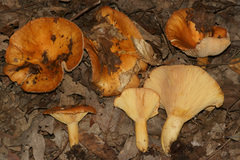 Lactarius croceus