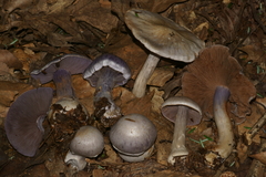 Cortinarius argenteopileatus