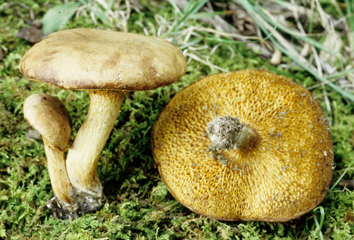 Bothia castanella (Peck) Halling, T.J.Baroni & Manfr.Binder