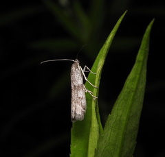 Meroptera pravella