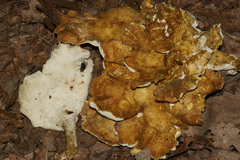 Albatrellaceae