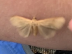 Virbia opella
