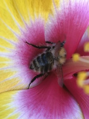 Bombus pascuorum
