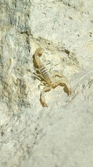 Catalinia andreas