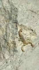 Catalinia andreas