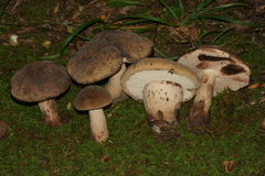 Tylopilus atronicotianus