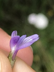 Astragalus leontinus