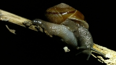 Helminthoglypta traskii isidroensis