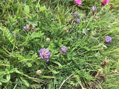 Astragalus leontinus