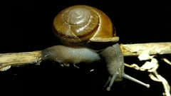 Helminthoglypta traskii isidroensis