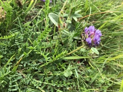 Astragalus leontinus