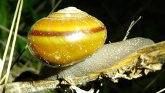 Helminthoglypta traskii isidroensis