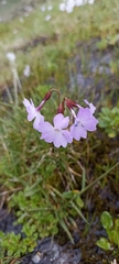 Primula munroi